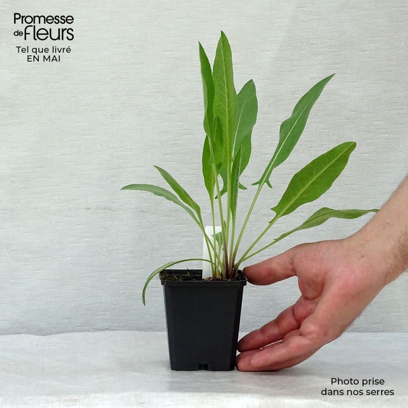 Spécimen de Centaurea macrocephala - Centaurée jaune Godet de 8/9 cm tel que livré au printemps