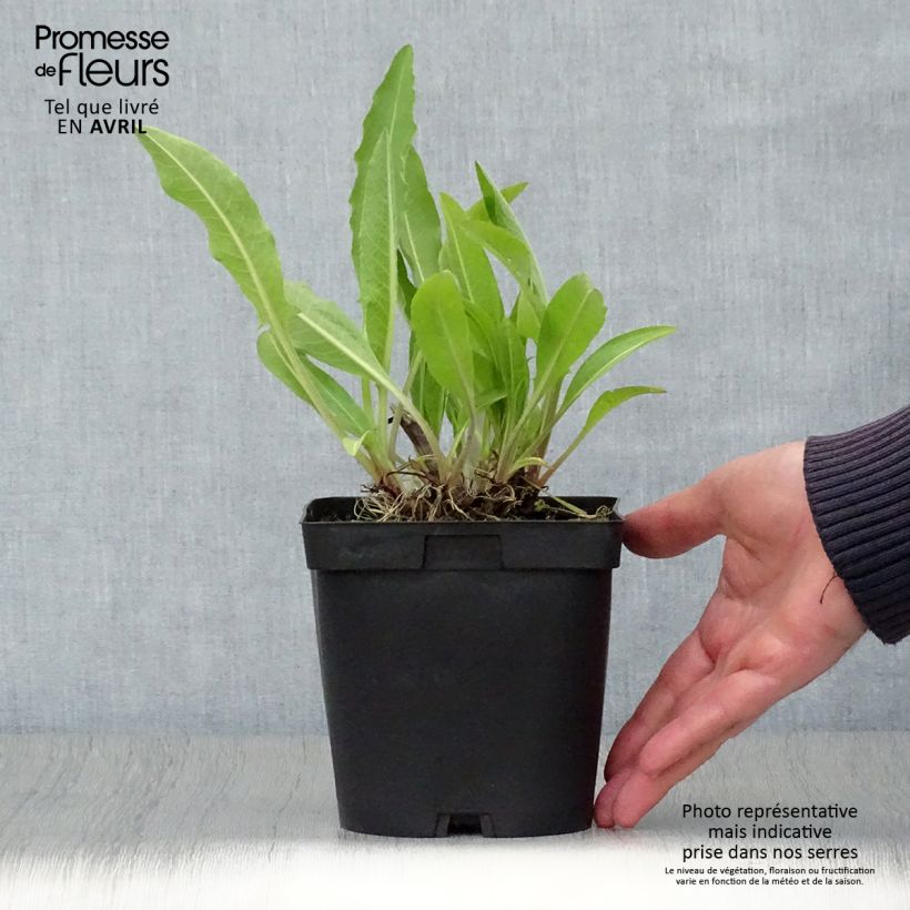 Spécimen de Centaurea macrocephala - Centaurée jaune Pot de 2L/3L tel que livré au printemps