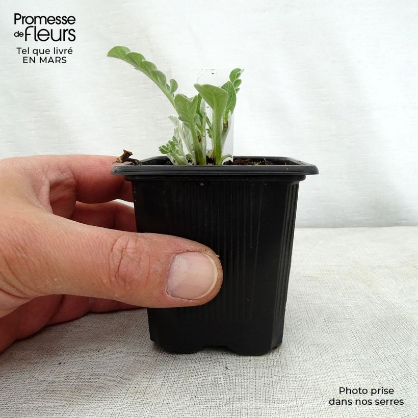 Spécimen de Centaurée - Centaurea hypoleuca John Coutts Godet de 8/9 cm tel que livré au printemps