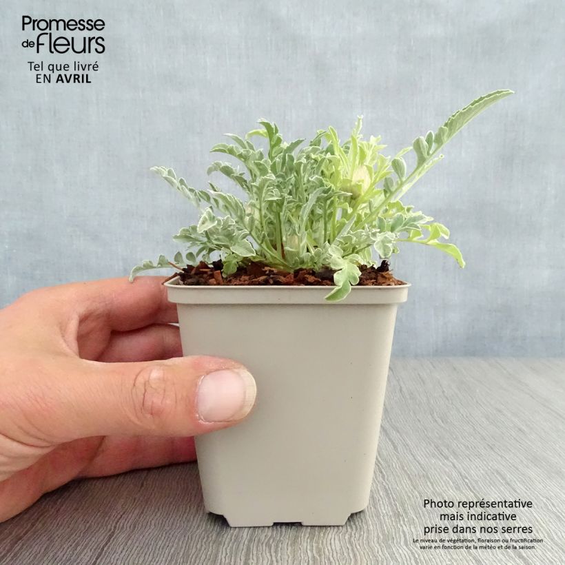 Spécimen de Centaurée, Centaurea pulcherrima Godet de 8/9 cm tel que livré au printemps