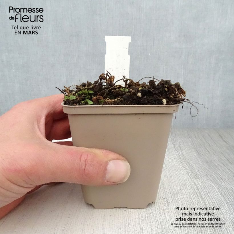 Spécimen de Centaurée, Centaurea ruthenica Godet de 8/9 cm tel que livré au printemps