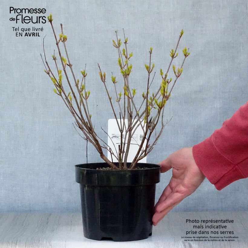 Spécimen de Cephalanthus occidentalis - Bois-bouton Pot de 3L/4L tel que livré au printemps