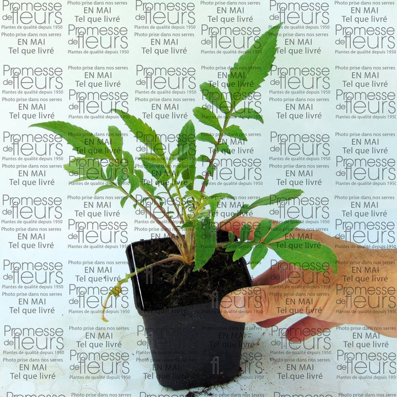 Example of Cephalaria alpina - Scabieuse alpine jaune Godet de 8/9 cm as you get