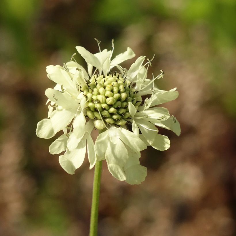 Cephalaria gigantea - Scabieuse géante (Floraison)