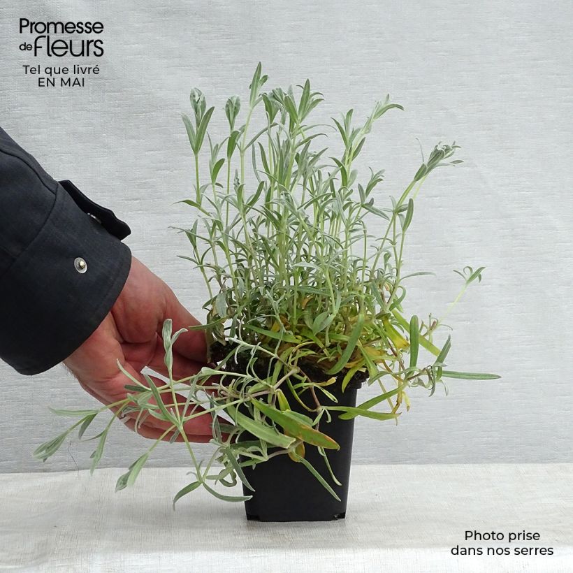 Spécimen de Cerastium biebersteinii - Oreille de souris  Godet de 8/9 cm tel que livré au printemps