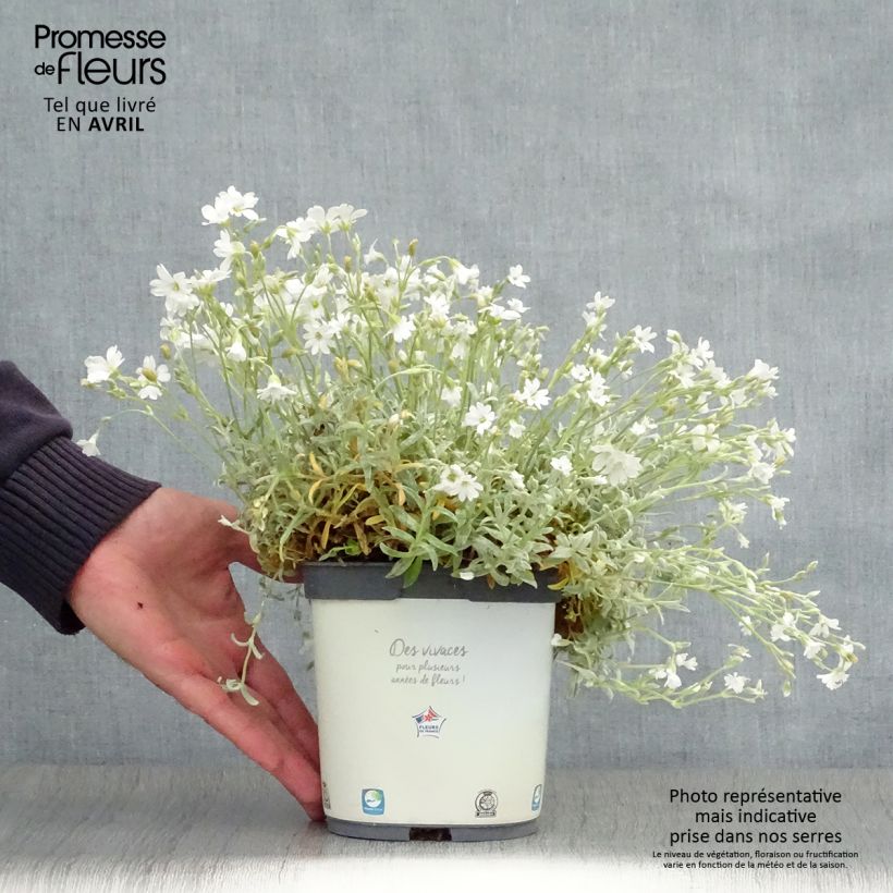 Spécimen de Cerastium tomentosum Yo Yo - Oreille de souris Pot de 2L/3L tel que livré au printemps