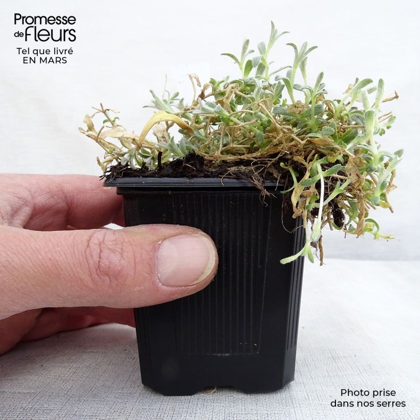 Example of Cerastium tomentosum var. columnae - Oreille de souris - Céraiste Columnae Godet de 8/9 cm as you get in printemps