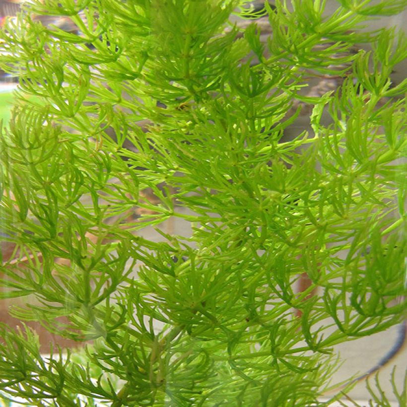 Ceratophyllum demersum - Cornifle nageant  (Feuillage)