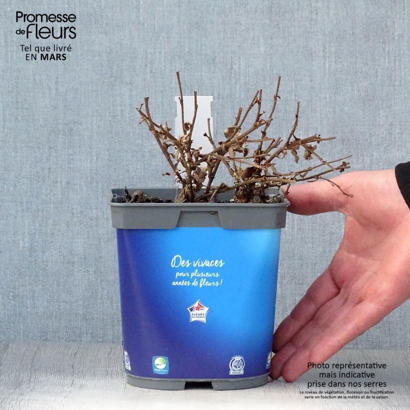Spécimen de Ceratostigma griffithii, Dentelaire Pot de 2L/3L tel que livré au printemps