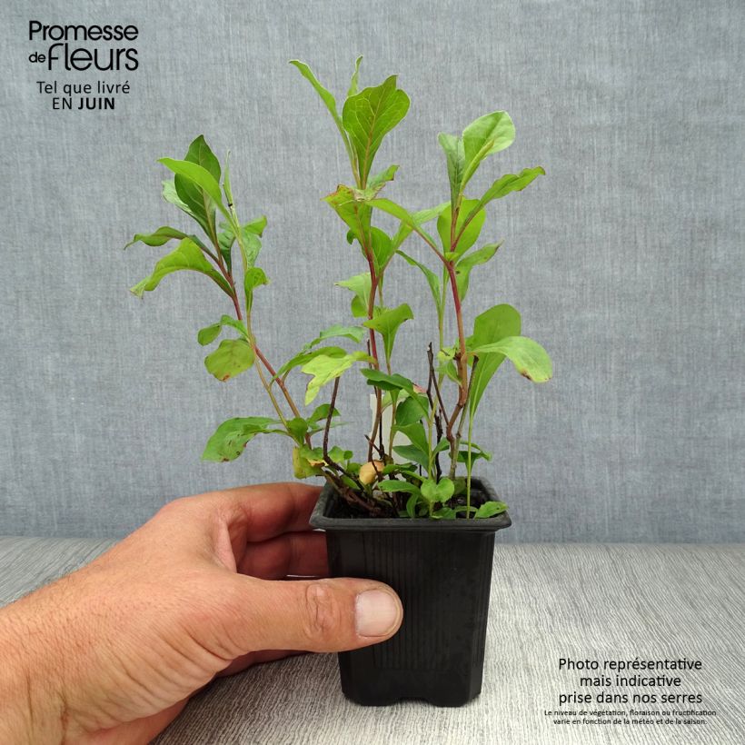Spécimen de Ceratostigma plumbaginoides - Dentelaire Godet de 8/9 cm tel que livré en été