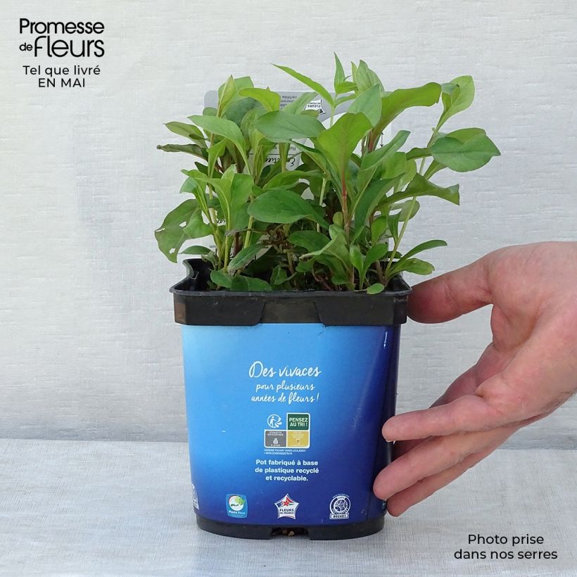Example of Ceratostigma plumbaginoides - Dentelaire Pot de 2L/3L as you get in printemps