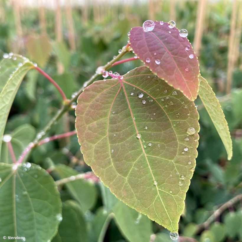 Cercidiphyllum japonicum Glowball - Arbre à caramel  (Foliage)