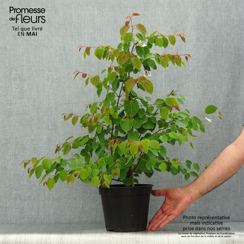 Example of Cercidiphyllum japonicum Glowball - Arbre à caramel  Pot de 4L/5L as you get in printemps