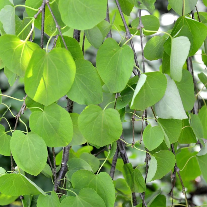 Cercidiphyllum japonicum Pendulum - Arbre à caramel (Foliage)