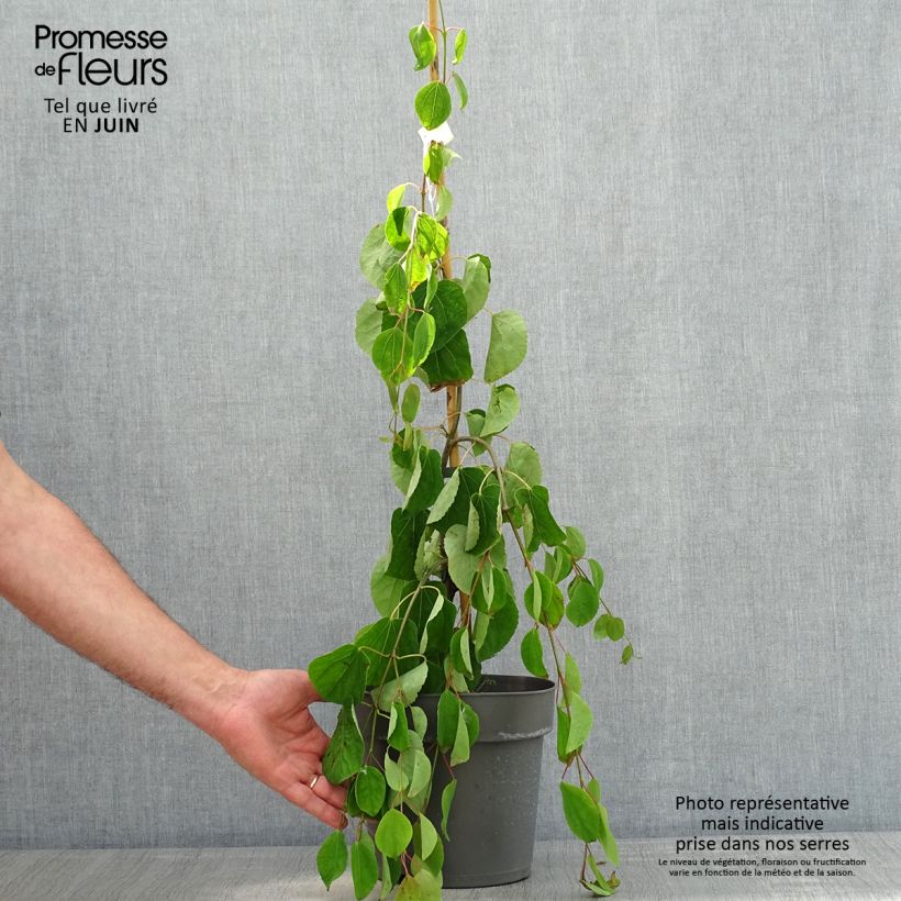 Example of Cercidiphyllum japonicum Pendulum - Arbre à caramel Pot de 4L/5L as you get in printemps