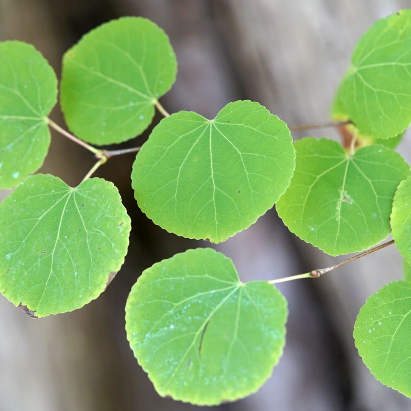 Graines d'Arbre-au-caramel - Cercidiphyllum japonicum (Feuillage)
