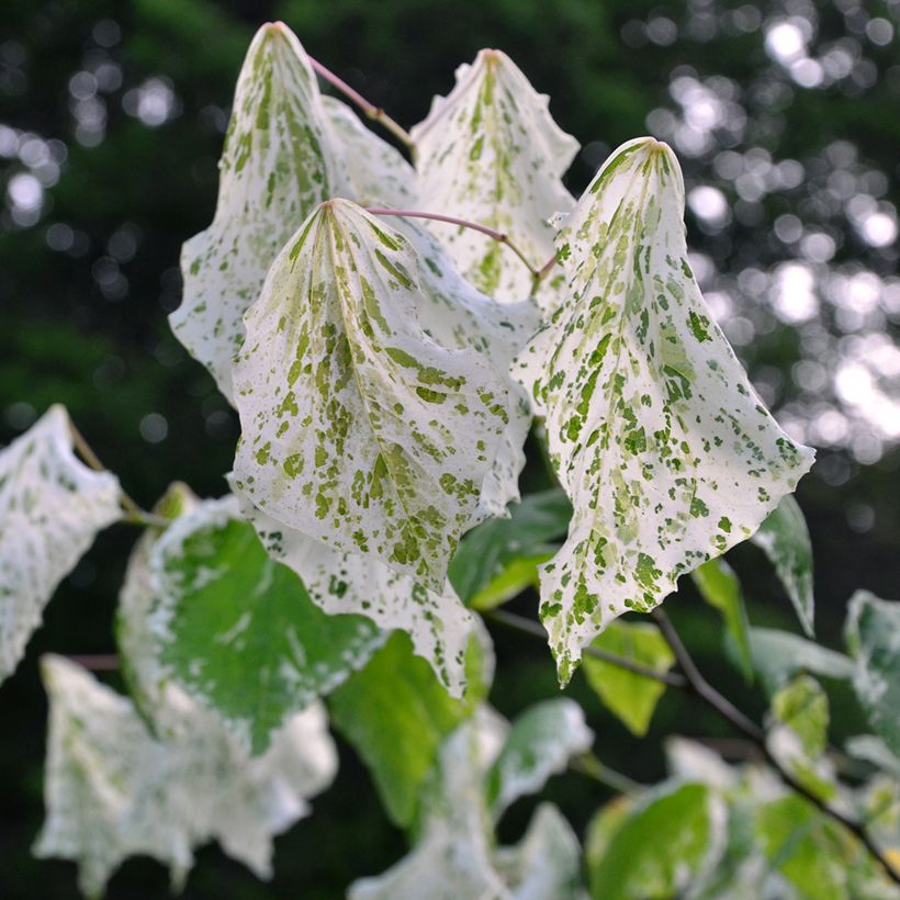 Cercis canadensis Alley Cat - Gainier du Canada  (Feuillage)
