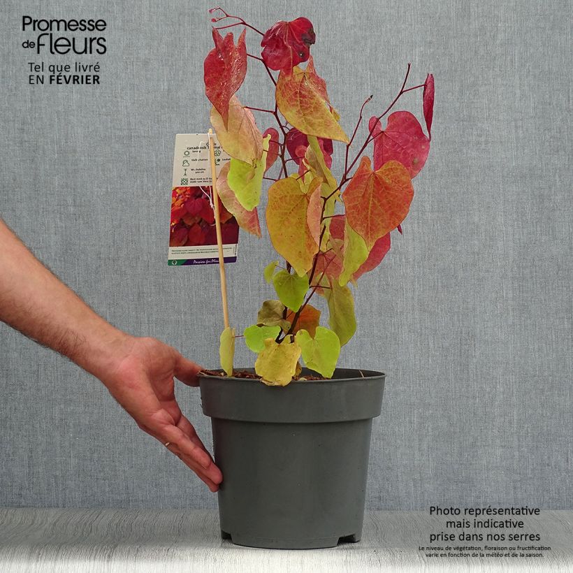 Spécimen de Cercis canadensis Eternal Flame - Gainier du Canada Pot de 4L/5L tel que livré en automne