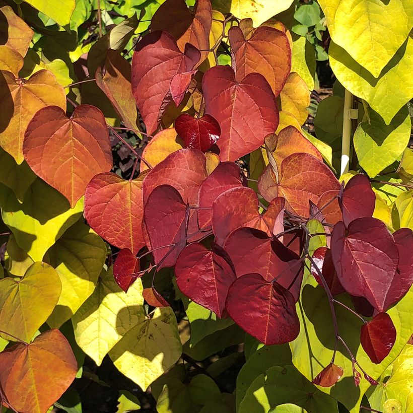 Cercis canadensis Eternal Flame - Gainier du Canada (Foliage)