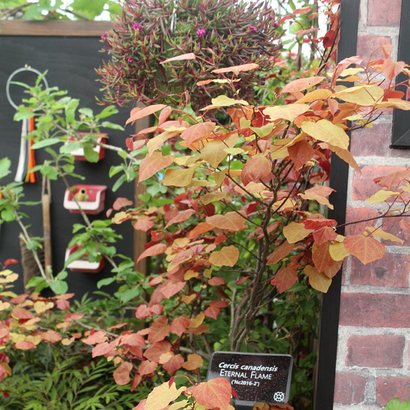 Cercis canadensis Eternal Flame - Gainier du Canada (Plant habit)