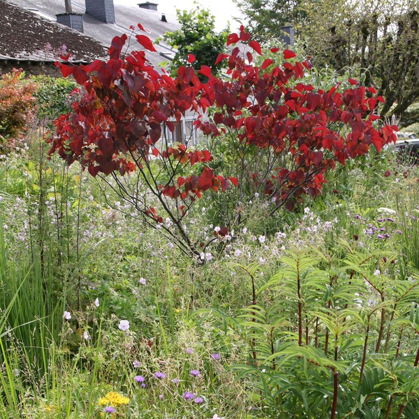 Cercis canadensis Forest Pansy - Arbre de Judée (Port)