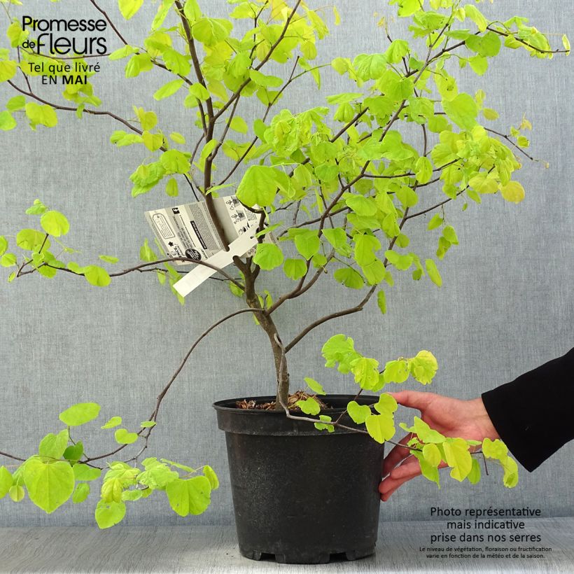 Spécimen de Cercis canadensis Hearts of Gold - Arbre de Judée doré Pot de 7,5L/10L tel que livré au printemps
