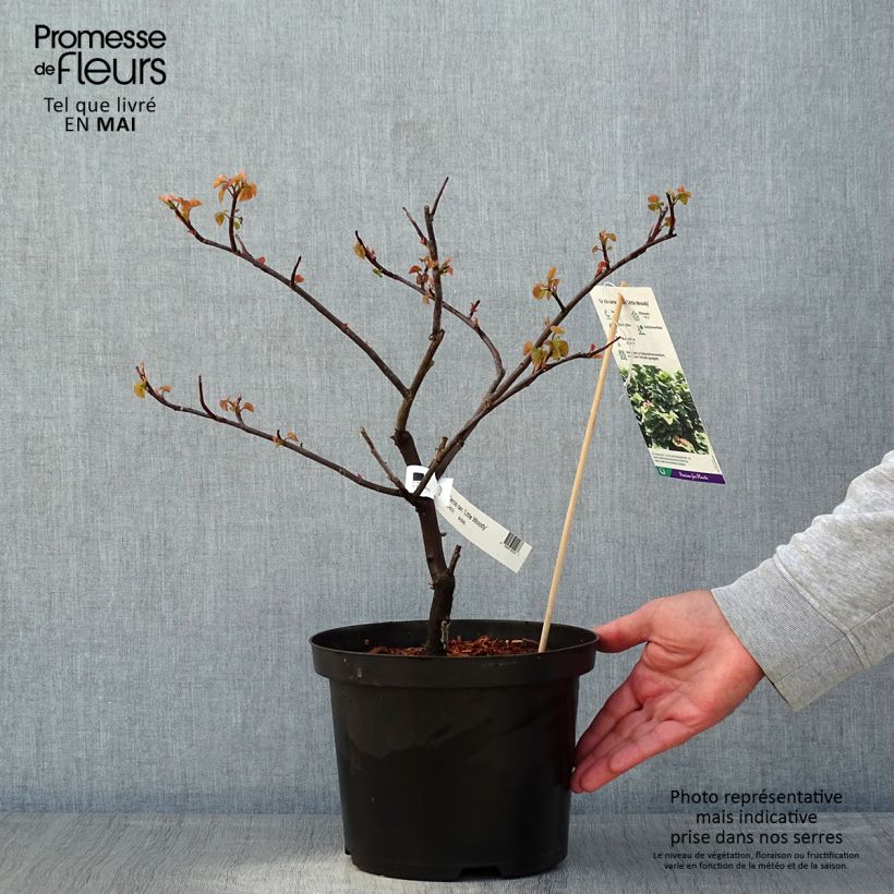Spécimen de Cercis canadensis Little Woody - Gainier du Canada Pot de 3L/4L tel que livré au printemps