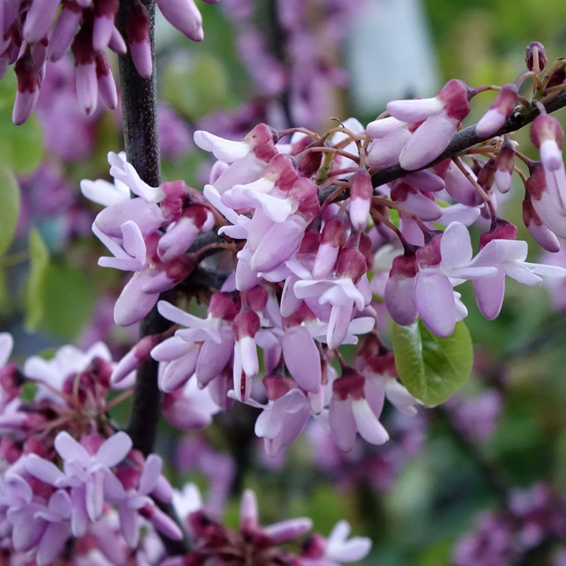 Cercis siliquastrum - Arbre de Judée (Floraison)