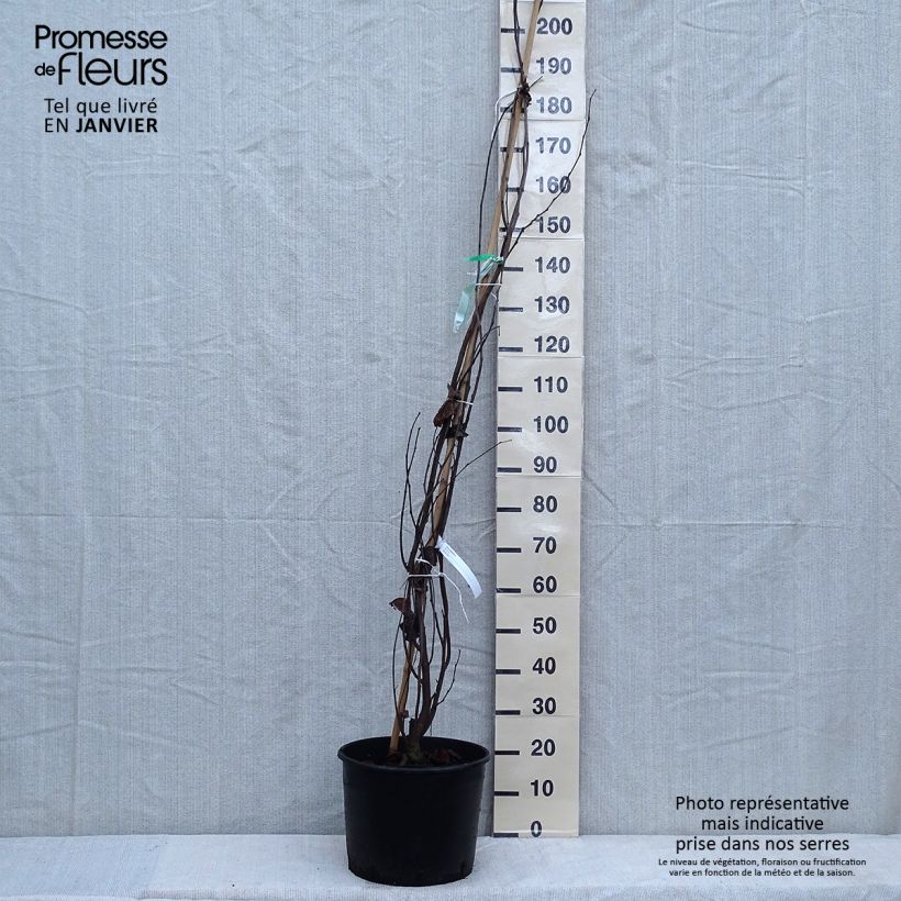 Example of Cercis siliquastrum - Arbre de Judée Pot de 7,5L/10L as you get in hiver