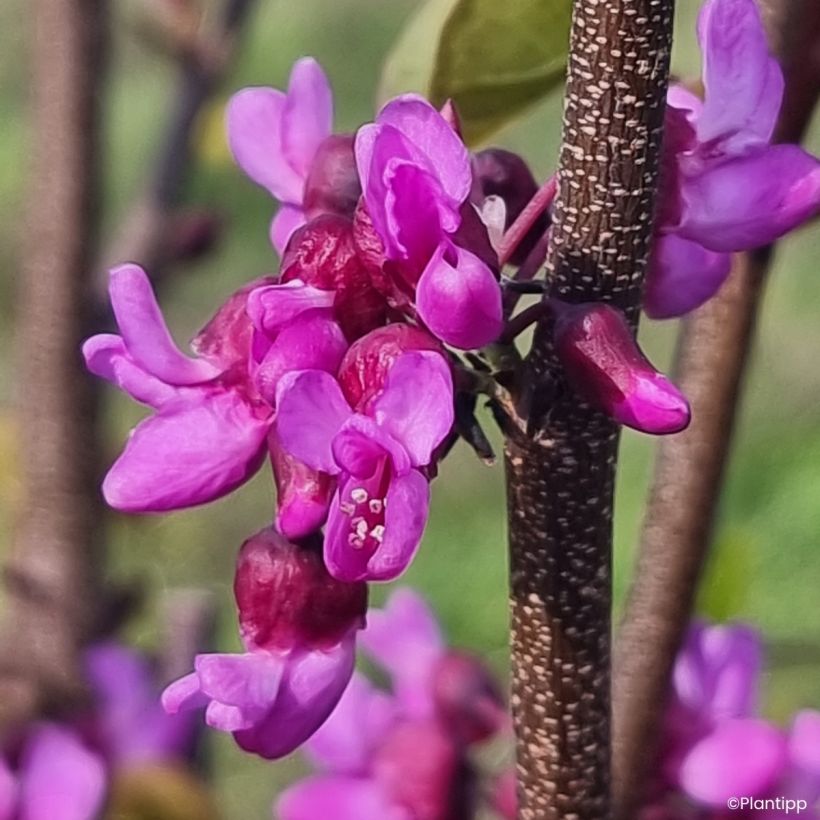 Cercis griffithii Blue Lagoon - Gainier de Griffith (Floraison)