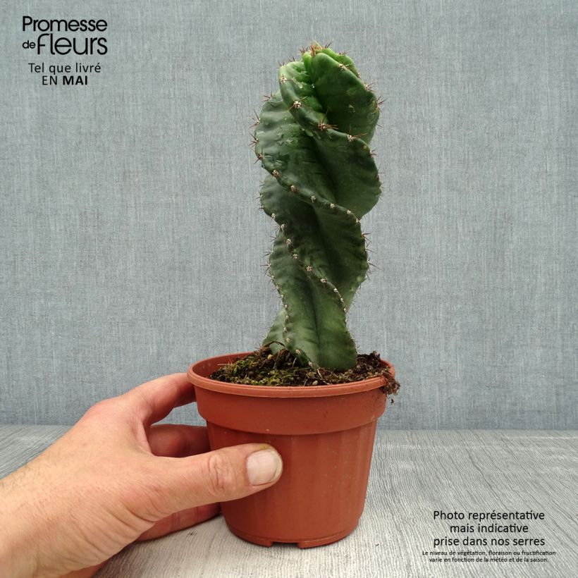 Example of Cereus forbesii Spiralis Pot de 12 cm / 13 cm as you get in printemps
