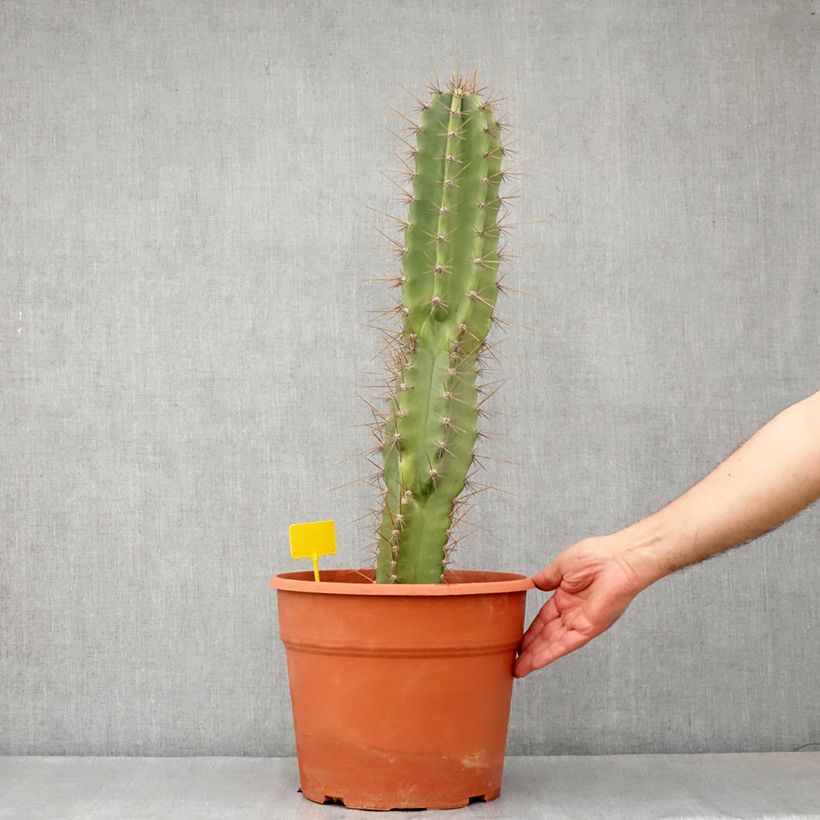Example of Cereus peruvianus - Cierge du Pérou Pot de 12L/15L as you get in printemps