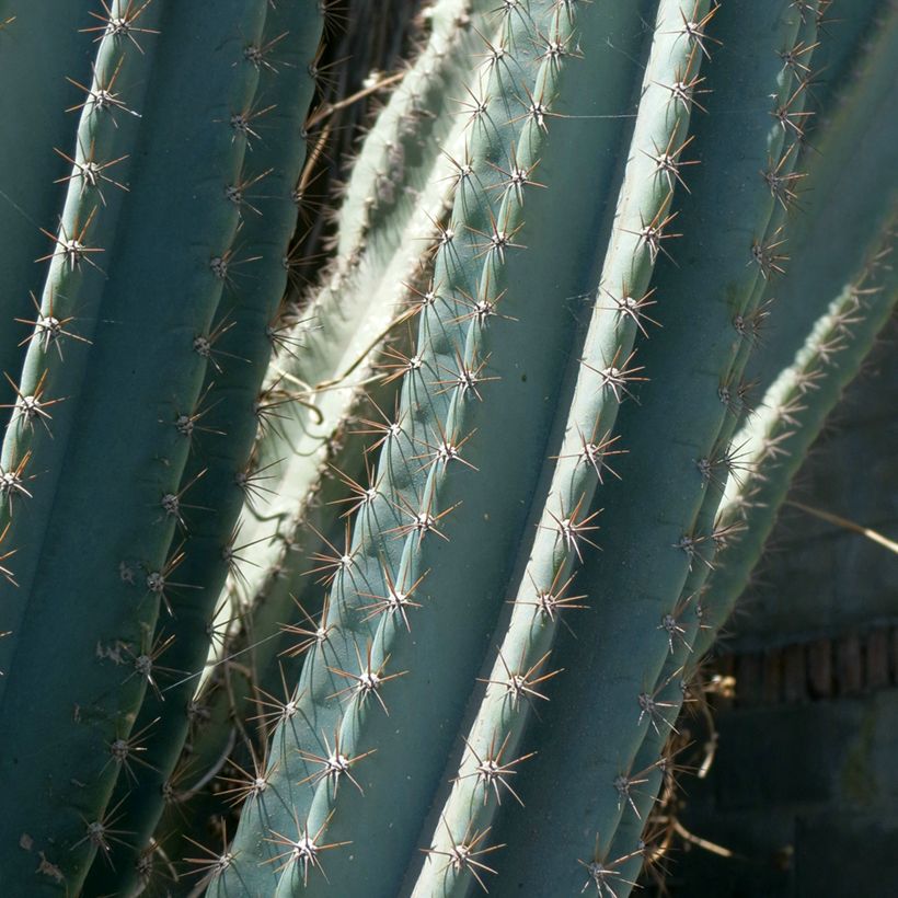 Cereus peruvianus - Cierge du Pérou (Foliage)