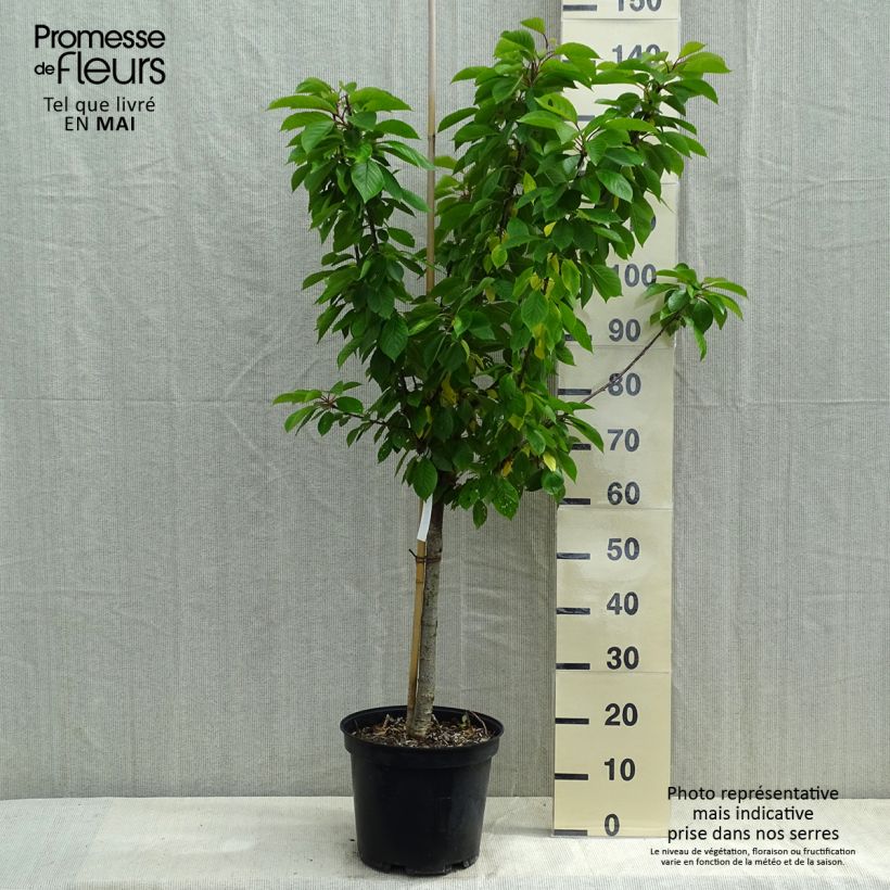 Example of Cerisier Anglaise Hâtive - Prunus cerasus Pot de 7,5L/10L, Gobelet as you get in printemps