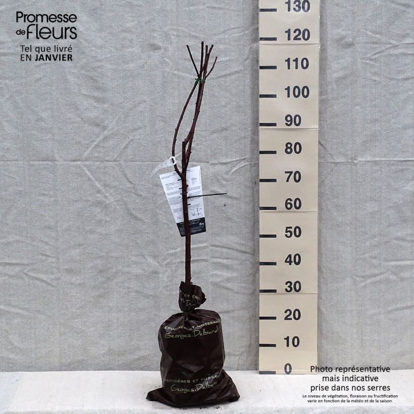 Spécimen de Cerisier Belle Magnifique - Georges Delbard Motte "Prêt-à-planter", Gobelet tel que livré en hiver