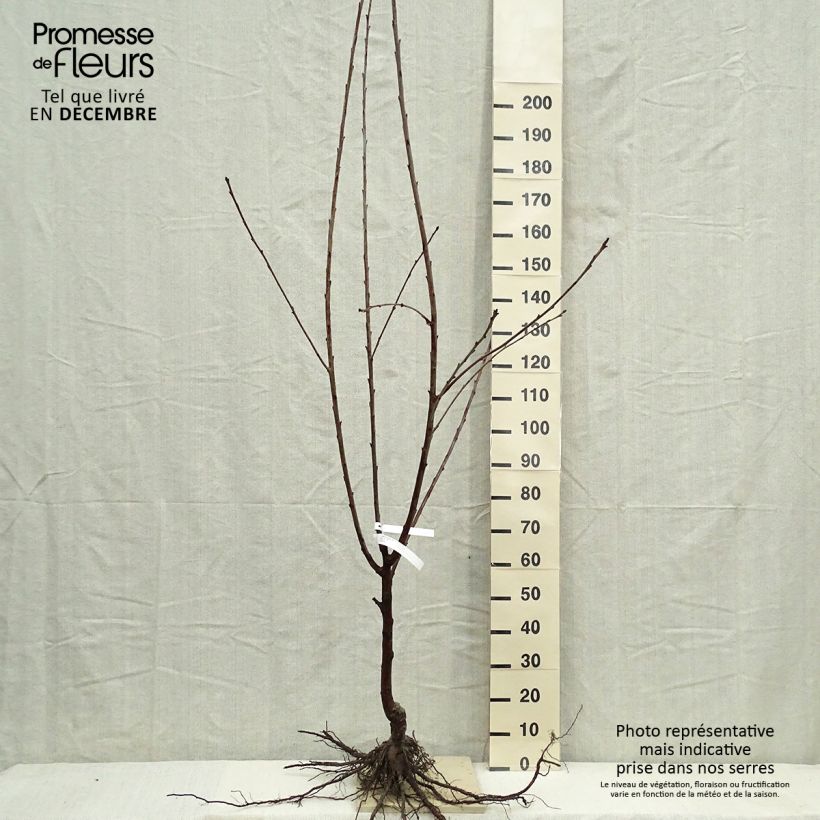 Spécimen de Cerisier Bigarreau Burlat Racines nues, Gobelet tel que livré en hiver