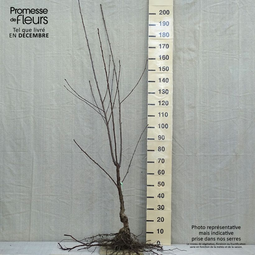 Example of Cerisier Bigarreau Coeur de Pigeon Racines nues, Gobelet as you get in hiver