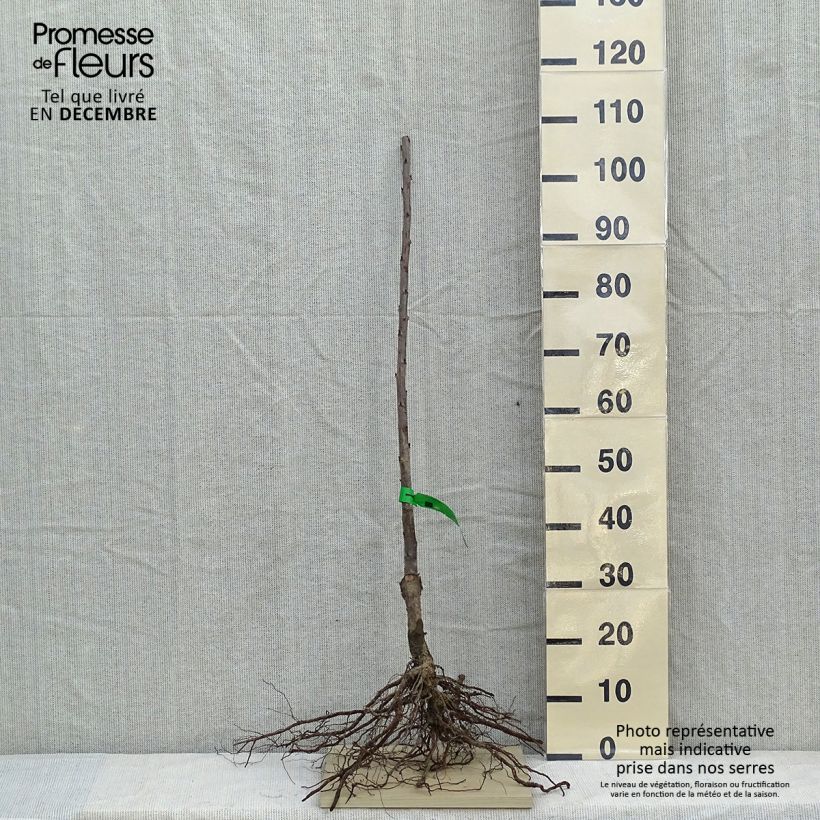 Spécimen de Cerisier Bigarreau Lapins  Racines nues, Scion tel que livré en hiver