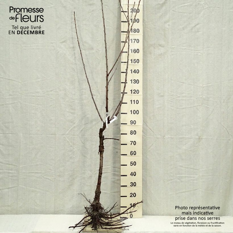 Spécimen de Cerisier Bigarreau Napoléon Racines nues, Gobelet tel que livré en hiver