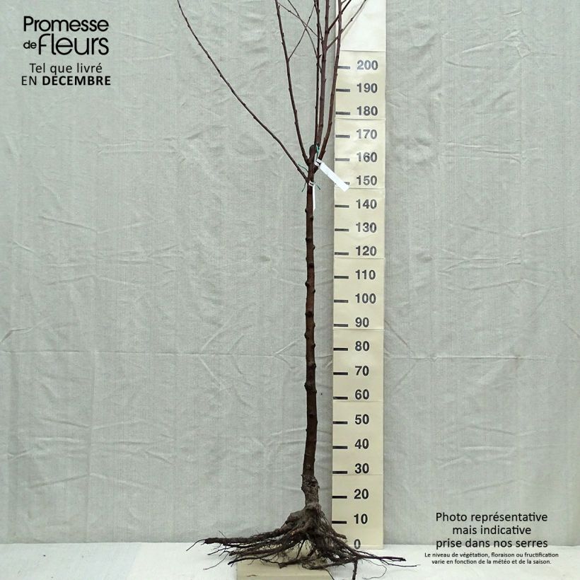 Spécimen de Cerisier Bigarreau Van Racines nues, Demi-Tige tel que livré en hiver