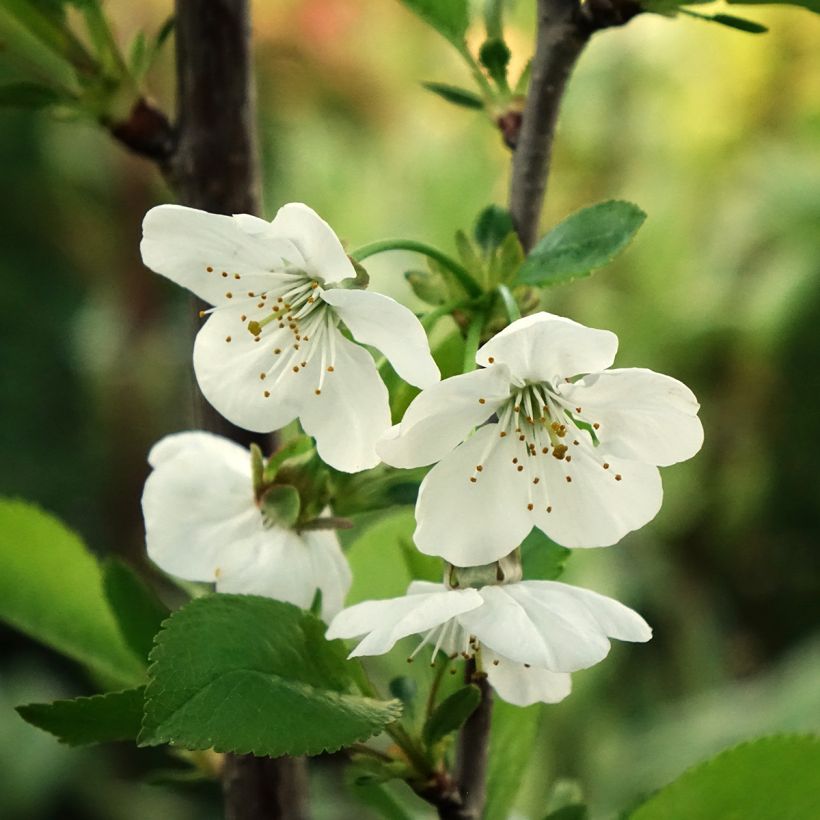 Cerisier Griottier Griotte de Montmorency (Floraison)