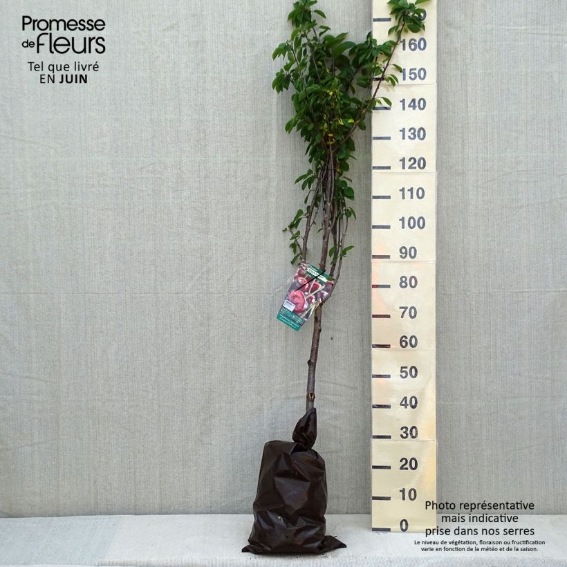 Example of Cerisier Allegria Delbard - Prunus cerasus  Motte "Prêt-à-planter", Gobelet as you get in printemps