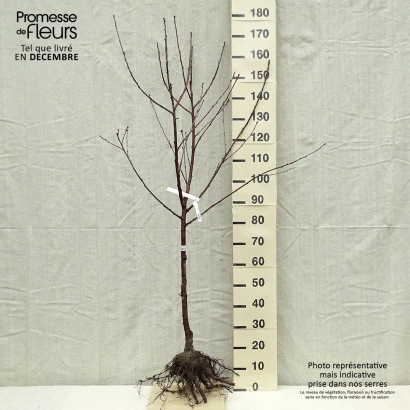 Example of Cerisier Allegria Delbard - Prunus cerasus  Racines nues, Gobelet as you get in hiver