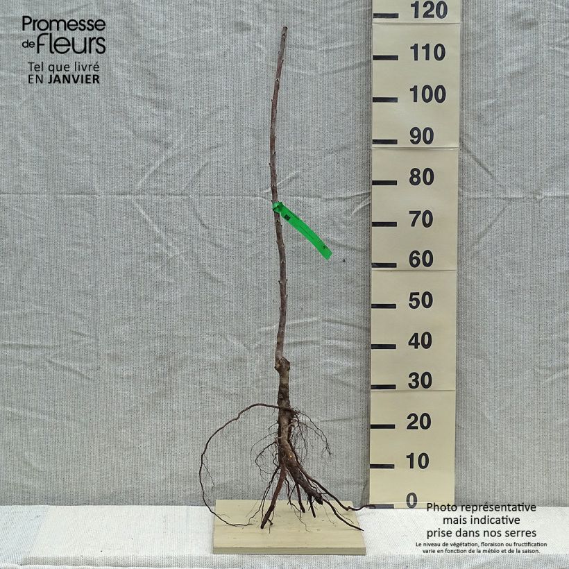 Spécimen de Cerisier Rainier - Prunus cerasus Racines nues, Scion tel que livré en hiver