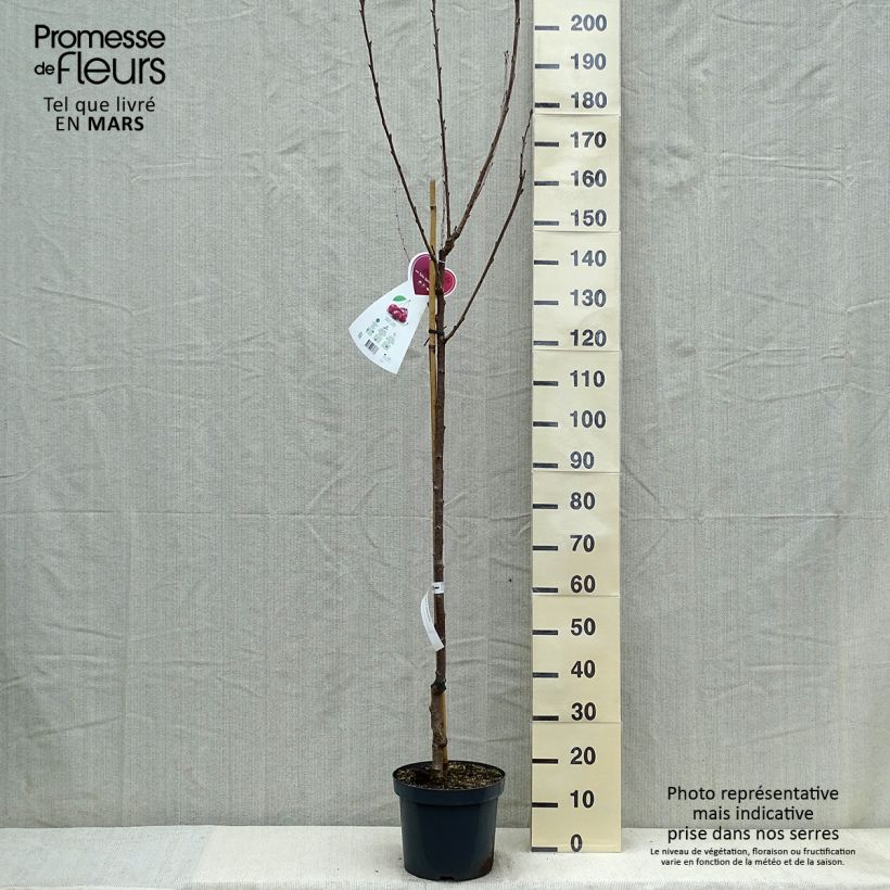 Example of Cerisier Schneiders Späte Knorpelkirsche - Prunus avium  Pot de 7,5L/10L, Demi-Tige as you get in printemps