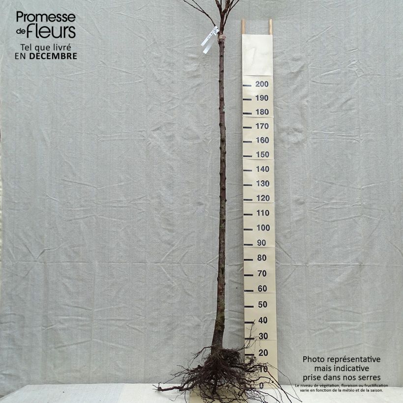 Example of Cerisier Schneiders Späte Knorpelkirsche - Prunus avium  Racines nues, Gobelet as you get in hiver