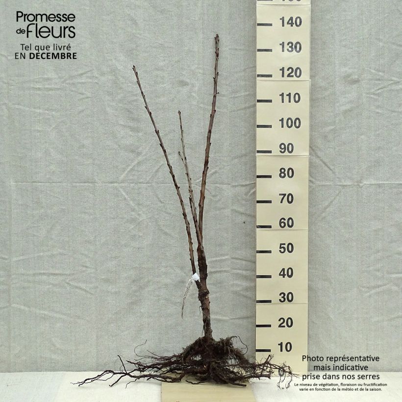 Example of Cerisier Schneiders Späte Knorpelkirsche - Prunus avium  Racines nues, Haute-Tige as you get in hiver