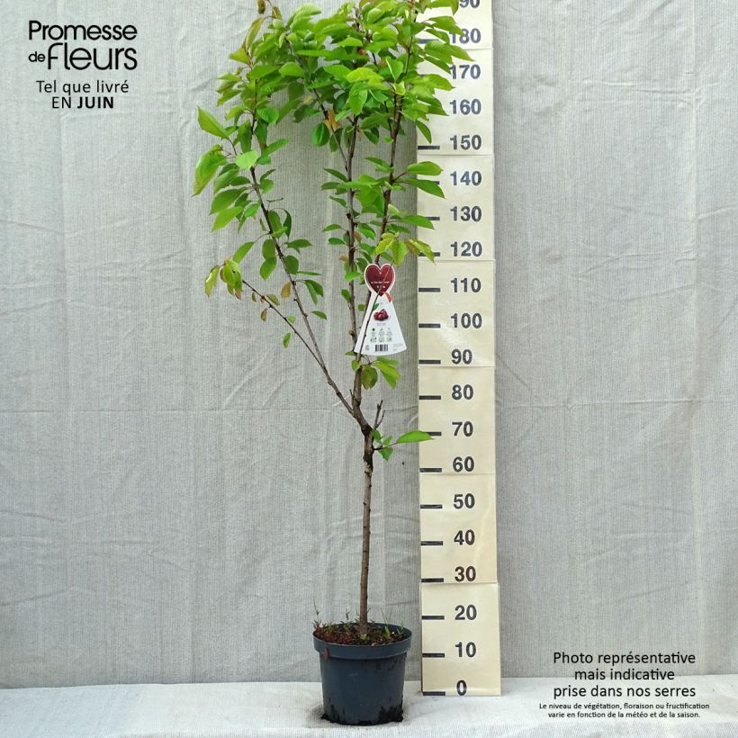 Example of Cerisier Schneiders Späte Knorpelkirsche - Prunus avium  Pot de 7,5L/10L, Gobelet as you get in printemps