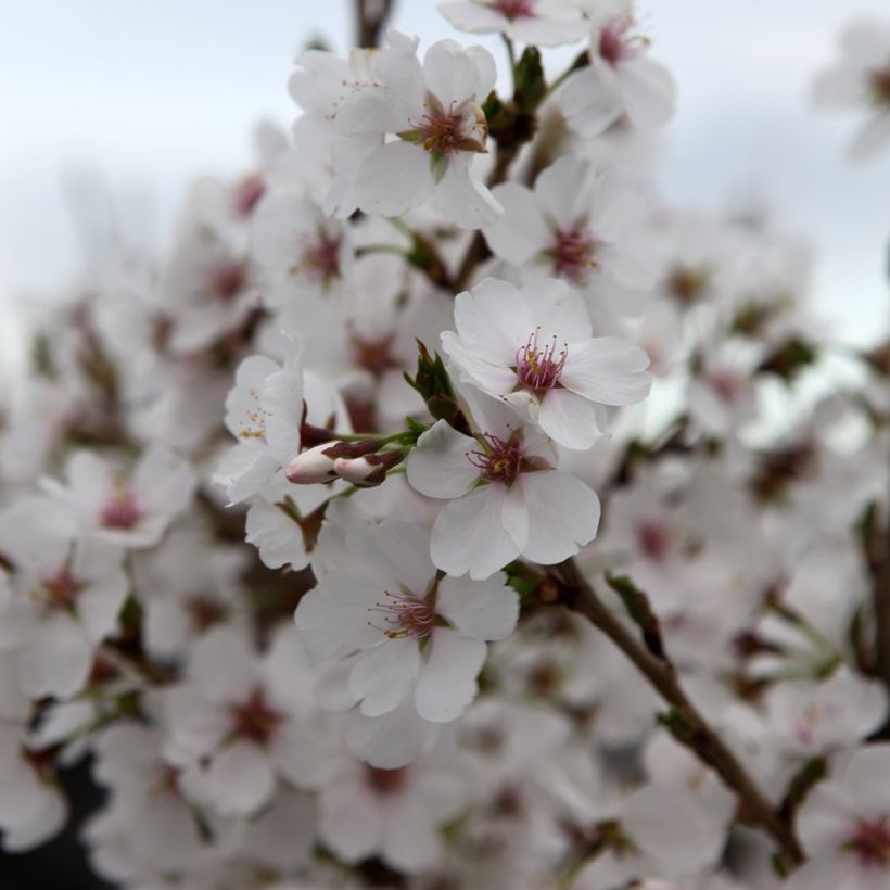 Cerisier à fleurs - Prunus Royal Flame (Floraison)