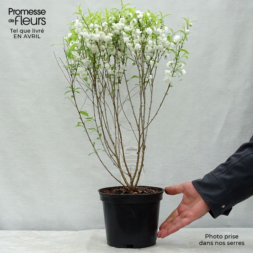 Spécimen de Cerisier à fleur - Prunus glandulosa Alba Plena Pot de 2L/3L tel que livré au printemps